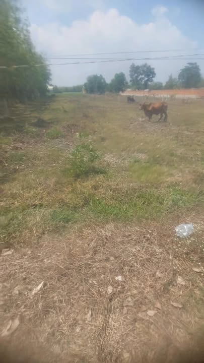 Bán Đất Vàng Xã Long Chữ, Bến Cầu, Tây Ninh - 2200m² Giá 165 Tỷ