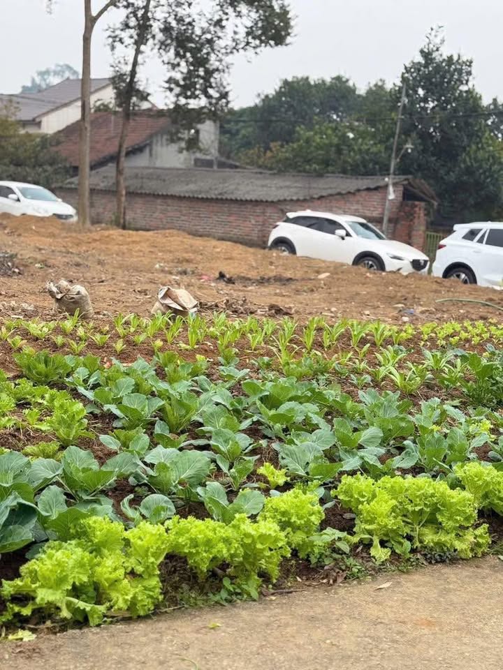 Bán đất thổ cư 96m² Thanh Đình, Việt Trì - Sổ hồng sẵn, ô tô vào nhà