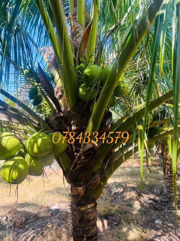 Đất nền Thiện Nghiệp, Phan Thiết 2000m² - Tiềm năng tăng giá vượt trội!