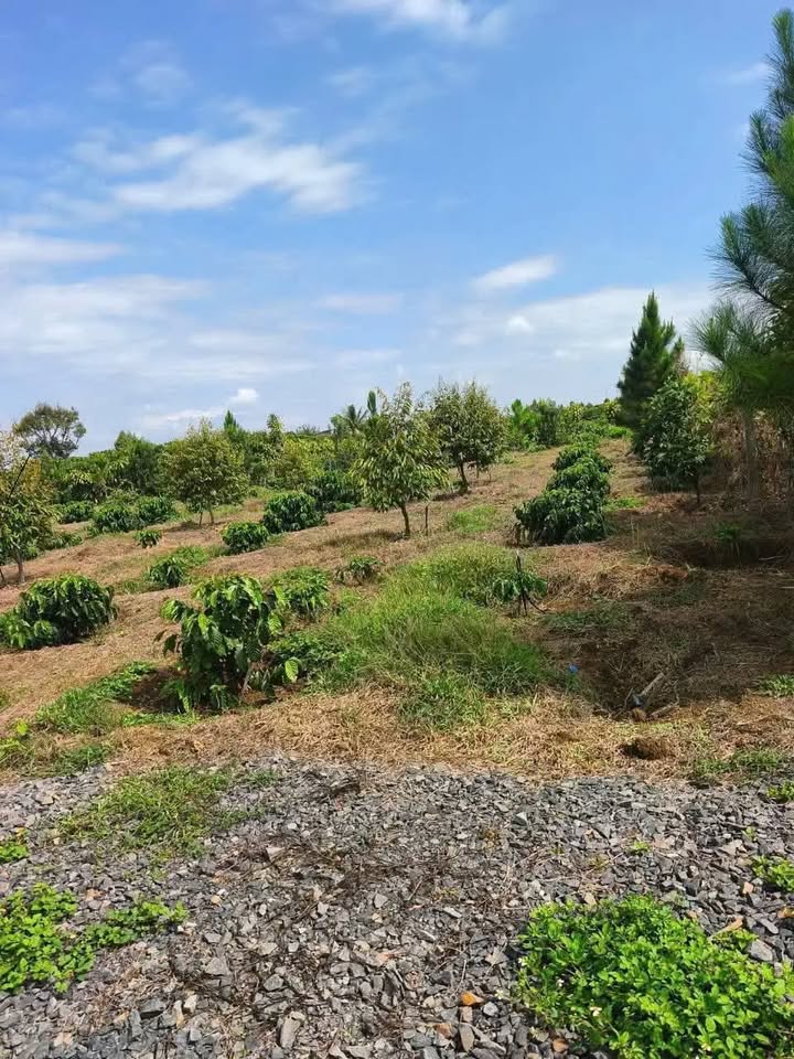 Lô đất Phan Chu Trinh, Bảo Lộc 1000m² chỉ 980 triệu - Tiềm năng tăng giá