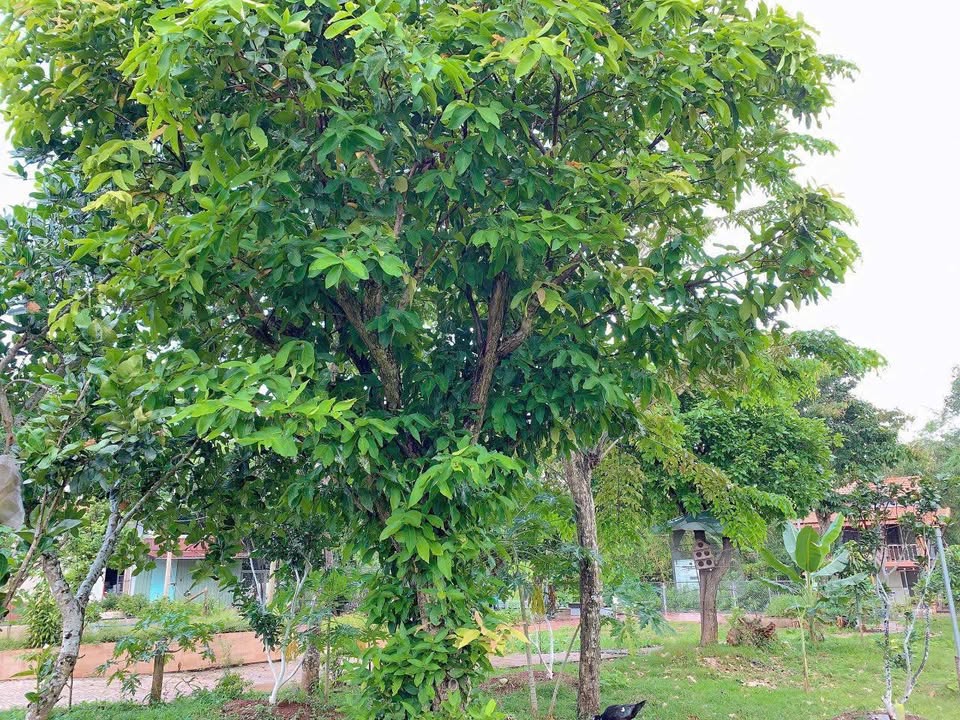 Bán Gấp Đất Vườn Nghĩa Thành, Châu Đức 2160m² - 2 Mặt Tiền Sổ Hồng