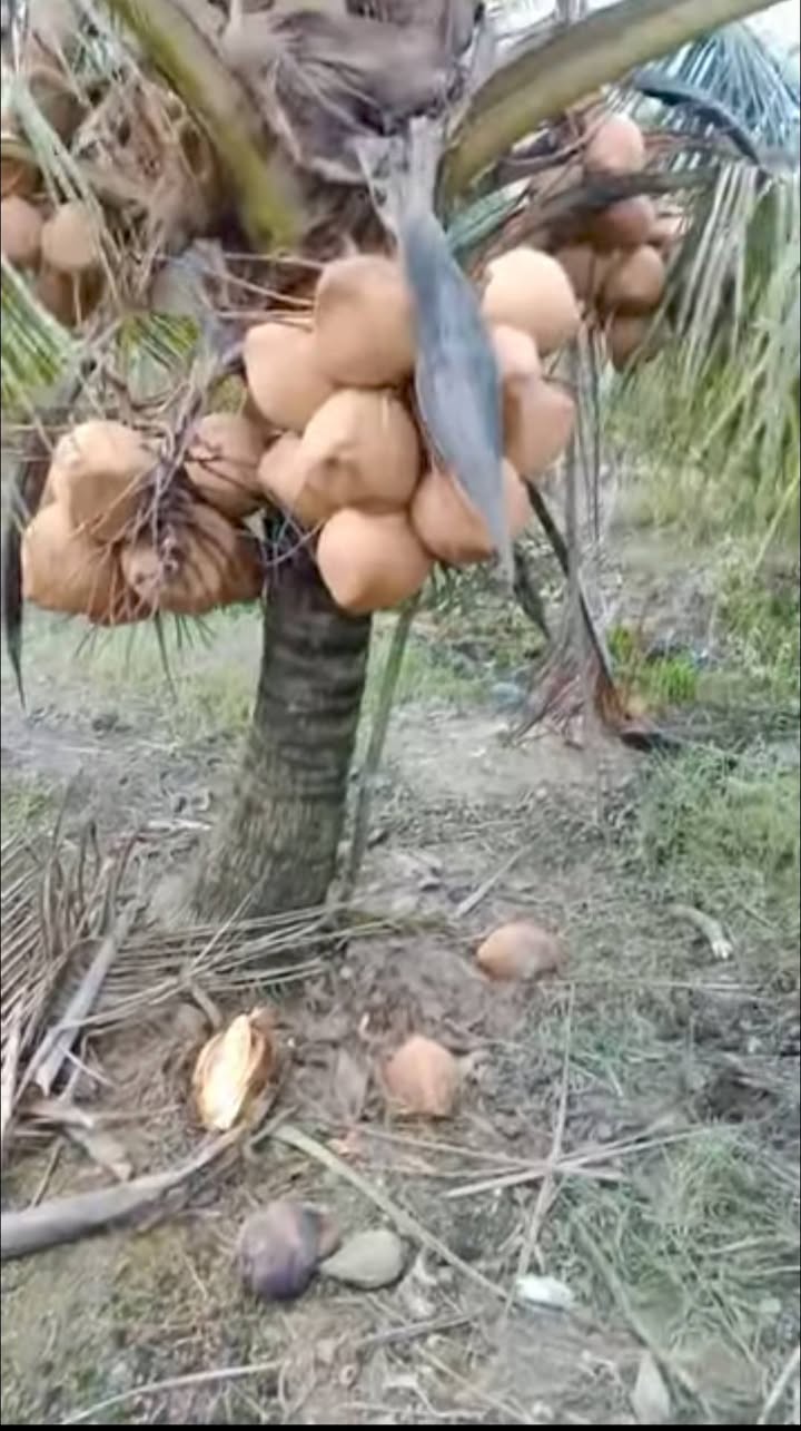 Bán Gấp 6000m² Đất Trồng Dừa Vĩnh Long - Giá Đầu Tư 960 Triệu