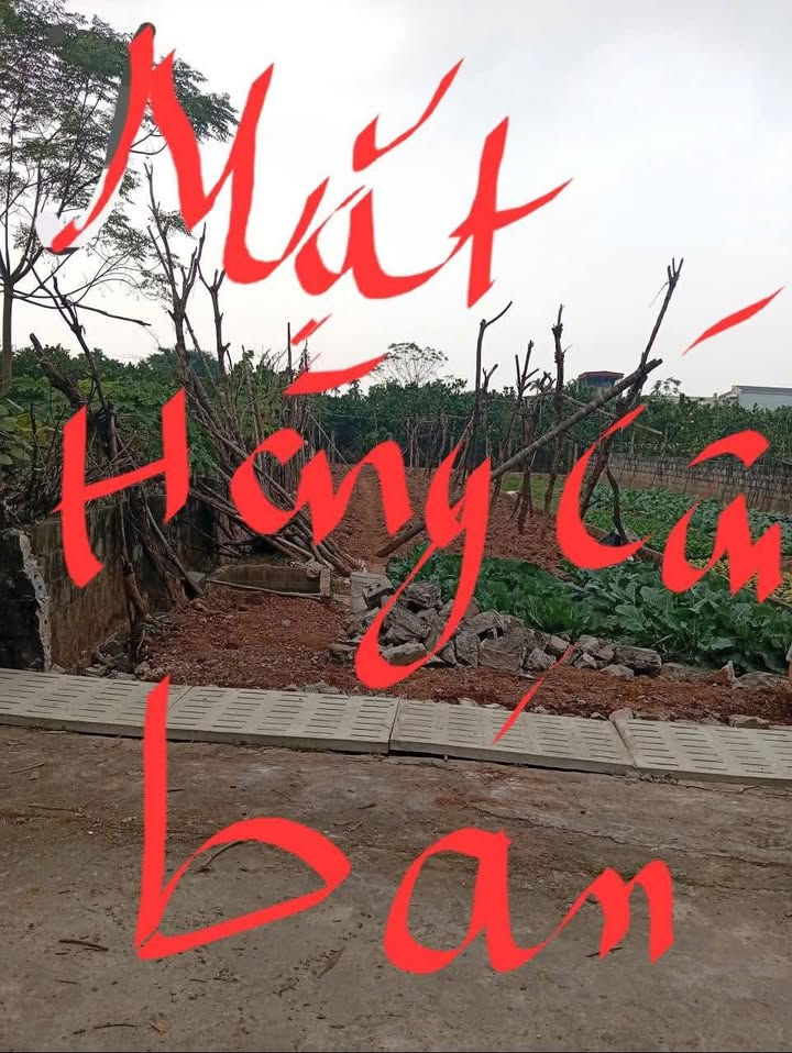 Đất nền 171m² Bình Lục, Hà Nam - Mặt tiền rộng, ô tô tải tránh