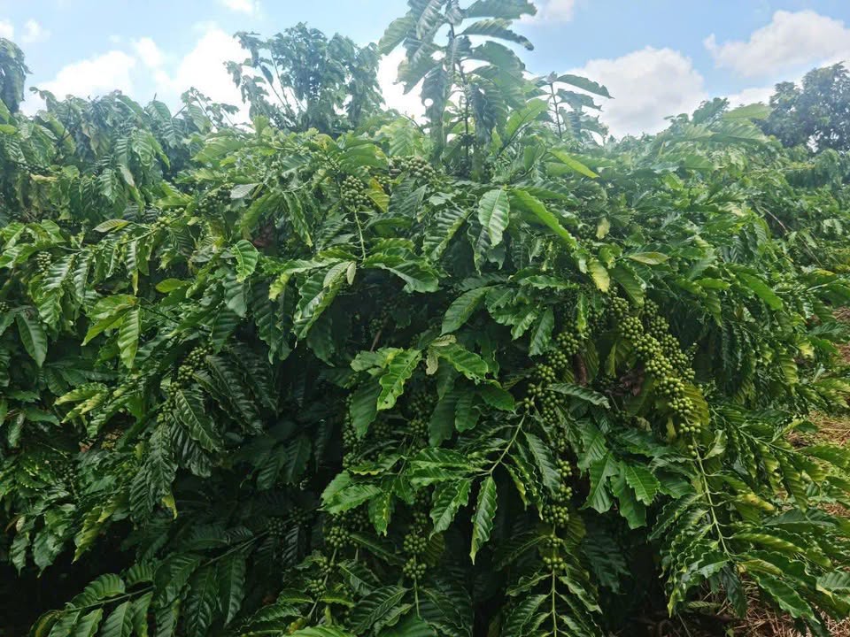 Đất Vườn Tân Hà Lâm Hà 2.2ha giá 5.4 tỷ - Sổ hồng rõ ràng!