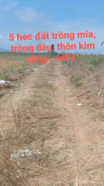 Bán 5ha đất mía tại Ia Pa Gia Lai - Tiềm năng đầu tư dài hạn!