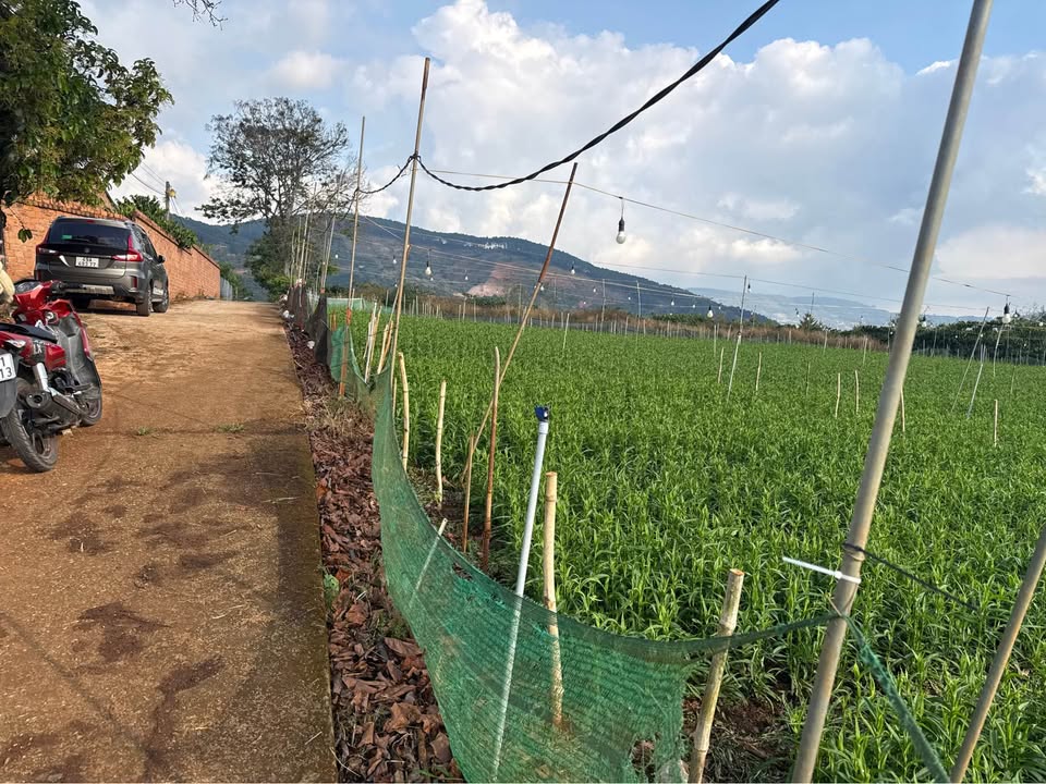 Đất nền Phường 5 Đà Lạt 1000m² - Giá phát mãi, Sổ đỏ chính chủ!