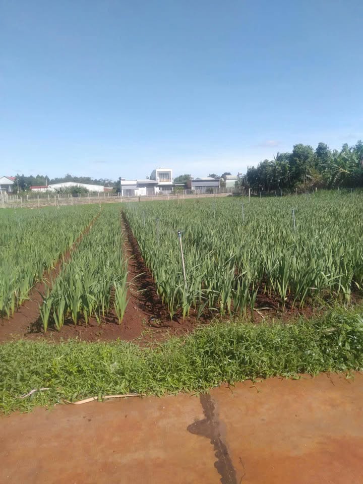 Đất nền An Phú Pleiku 150m² hẻm Nguyễn Tuân - Sổ đỏ chính chủ