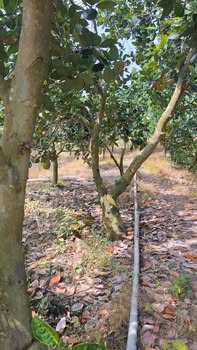 Đất Vườn Phú Điền, Tháp Mười 10.000m² - Đầu tư dài hạn, sinh lời bền vững!