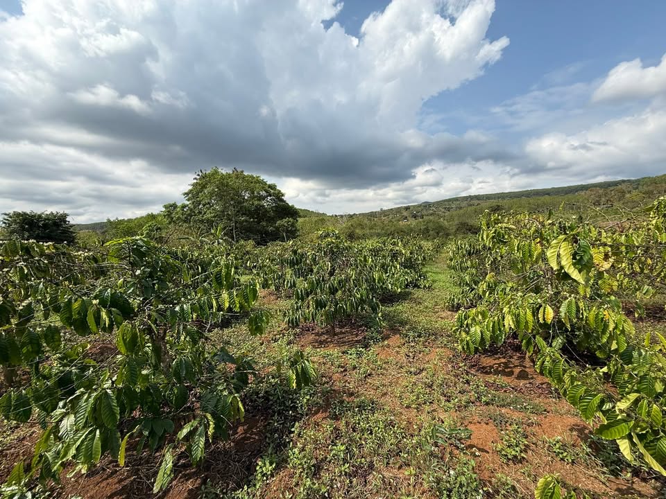 Đất Rẫy Ea Ral, Ea H'leo 3600m² - Sổ Đỏ Chính Chủ, Giá 1.5 Tỷ!