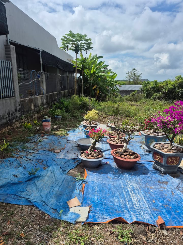 Đất Nền Châu Đức 252m² - Sổ TC, Giá 890 Triệu - Gần QL 56