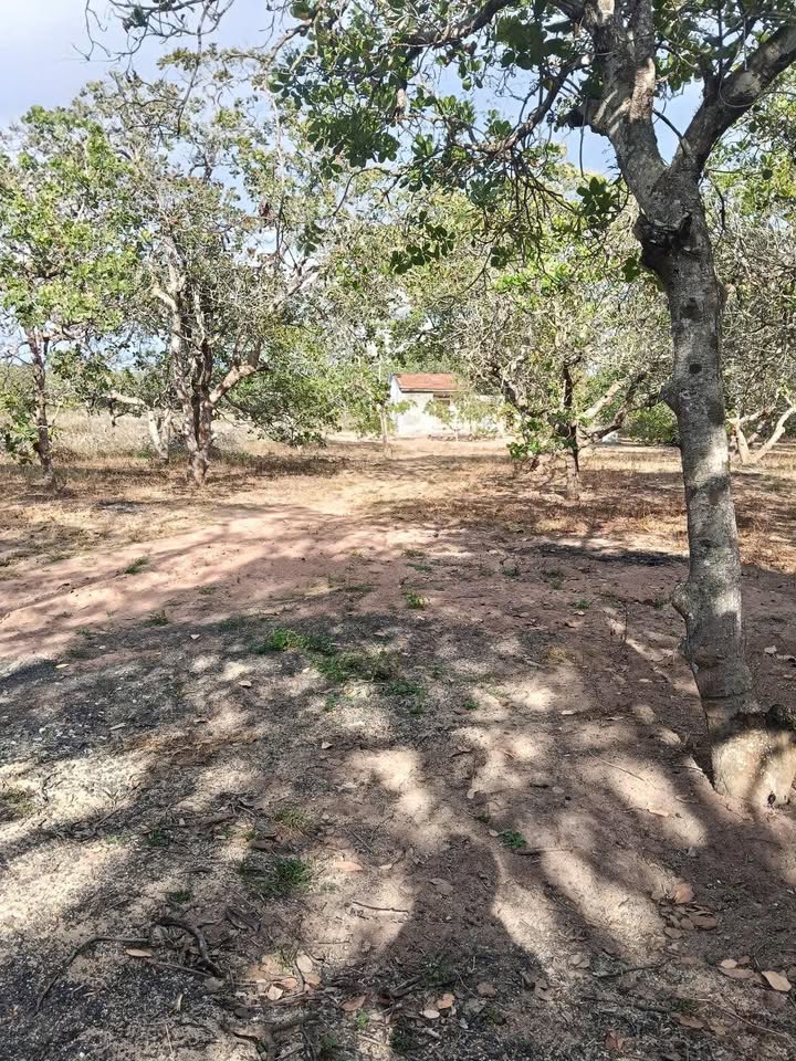 Bán Đất Điều 4700m² Ea Kmút, Đắk Lắk - Sổ Đỏ, Giá 720 Triệu