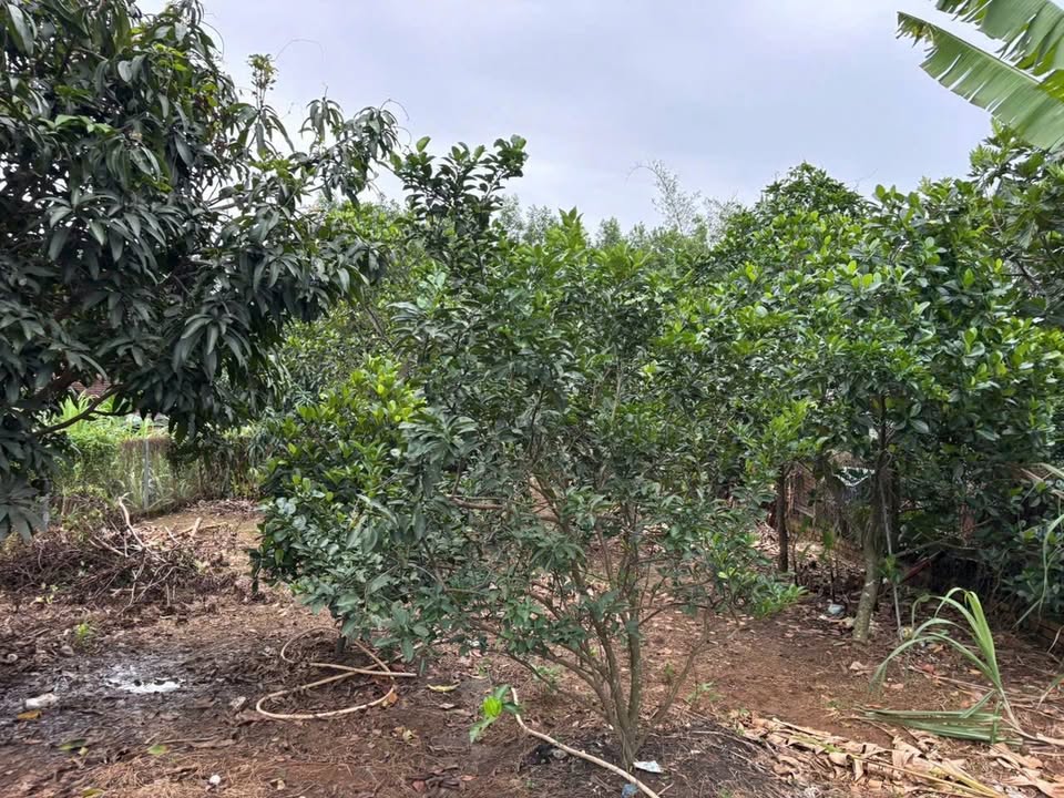 Đất nền Thiện Tân, Biên Hòa 585m² - Sổ đỏ chính chủ, ô tô vào tận nơi!