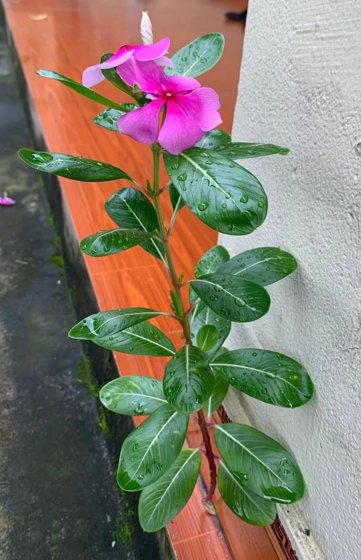 Đất Nền Mặt Tiền Tỉnh Lộ 919, Cần Thơ - Ngang 14.3m, Giá Đầu Tư