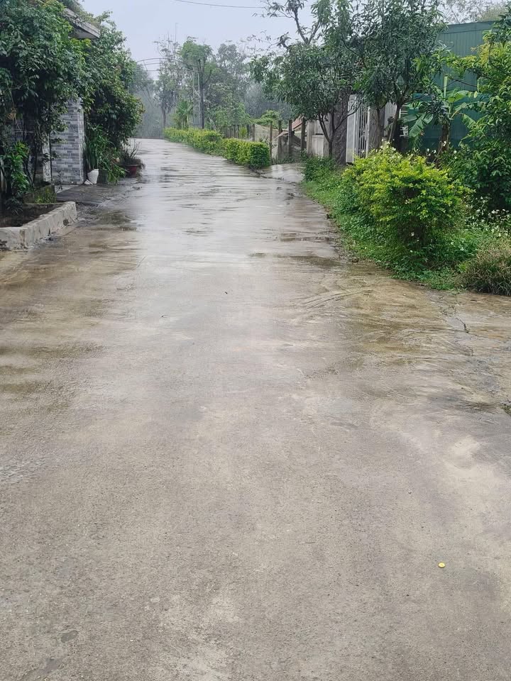 Đất nền Thôn Ngụ Quế, Cẩm Vịnh 216m² - Đất thổ cư 100%