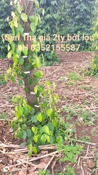 Đất nền Đắk Nông 1ha giá 2 tỷ - Sổ đỏ chính chủ!