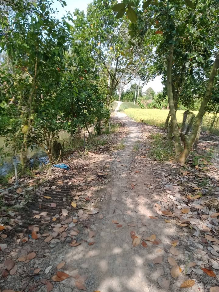 Đất Ruộng An Hữu, Cái Bè 3600m² Chỉ 1.44 Tỷ - Tiềm năng tăng giá!