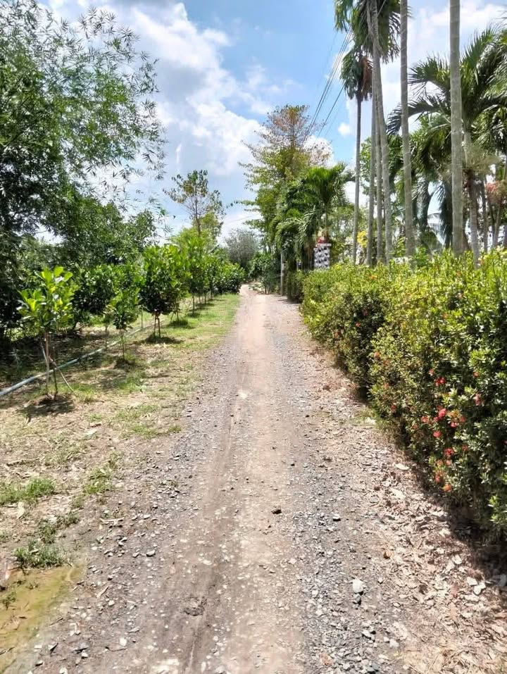 Đất Vườn Thanh Mỹ, Đồng Tháp 11.000m² - Cơ hội đầu tư dài hạn!