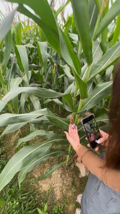 Đất Nền 800m² Hương Sơn Hà Tĩnh - View Sông, Full Thổ Cư, Giá Tốt