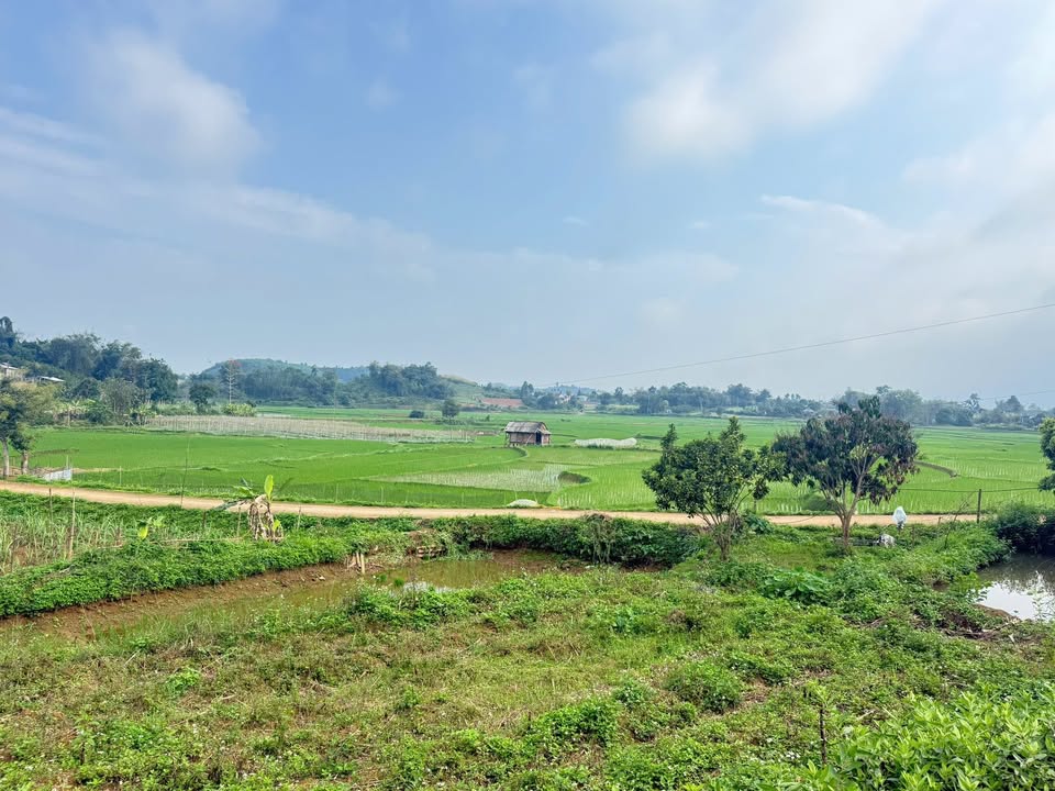 Bán Đất Vườn Hòa Bình 1.304m² - View Đồng Thoáng Đãng, Sẵn Sổ