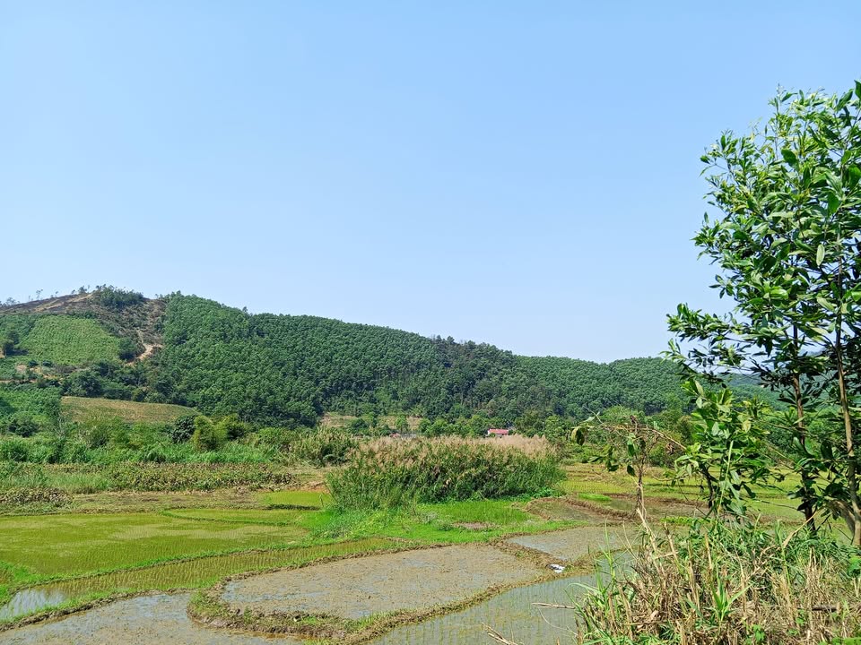 Đất Nghỉ Dưỡng 10.000m² Kỳ Sơn, Hòa Bình - View Đồng Thơm Mát