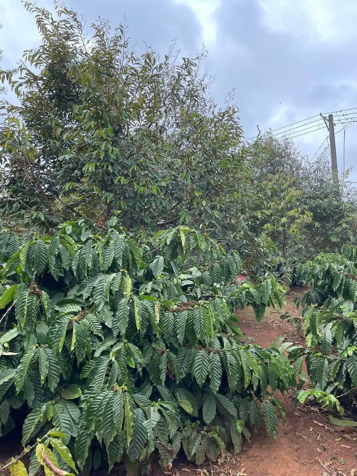 Đất rẫy Krông Năng 2ha giá 6 tỷ - Sổ đỏ chính chủ!