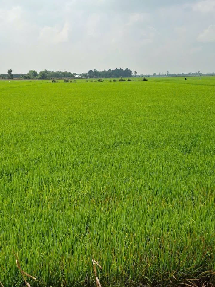 Bán Gấp Đất Vườn Long An 3.6 Tỷ - Sổ Đỏ Rõ Ràng