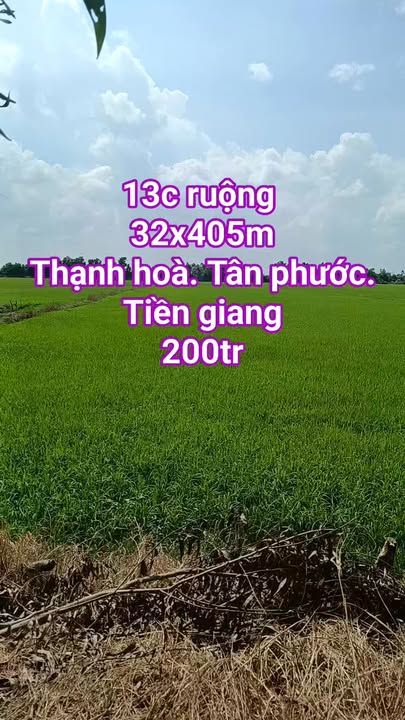 Đất Ruộng Thạnh Hoà, Tân Phước, Tiền Giang 46800m² - Tiềm Năng Tăng Giá