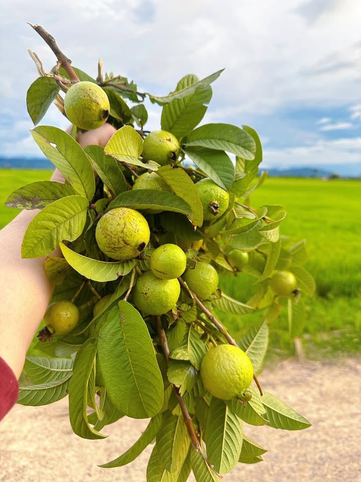 Đất nền Thị trấn Phước An, Krông Pắc 222m² giá 245 triệu - Sổ đỏ chính chủ