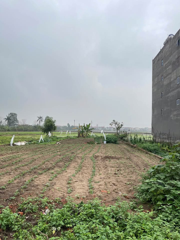 Đất Vàng Mặt QL17 An Bình, Thuận Thành 90m² - Sổ Đỏ Sẵn Sàng