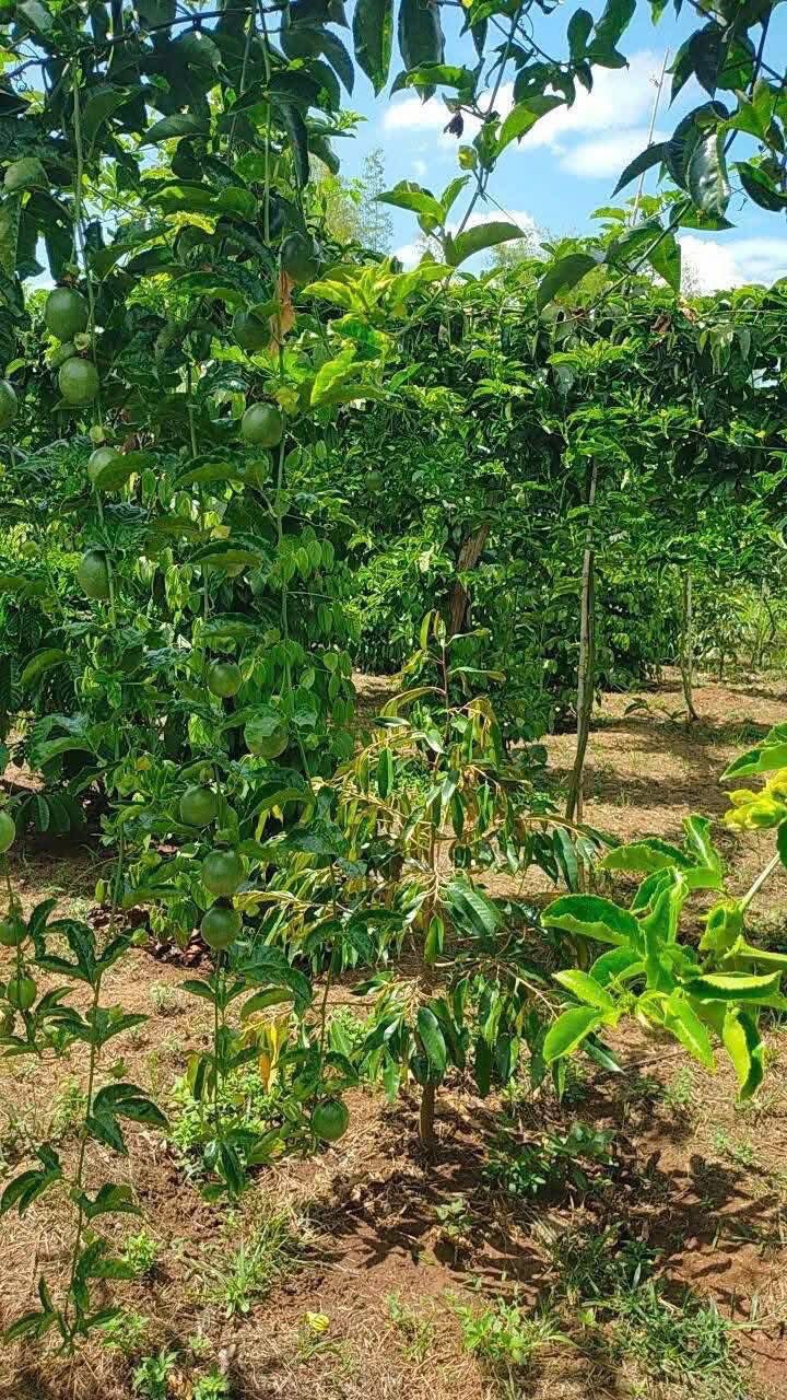 Farm 1.8ha Đăk Lăk - Kinh doanh mạnh, sẵn sàng thu hoạch