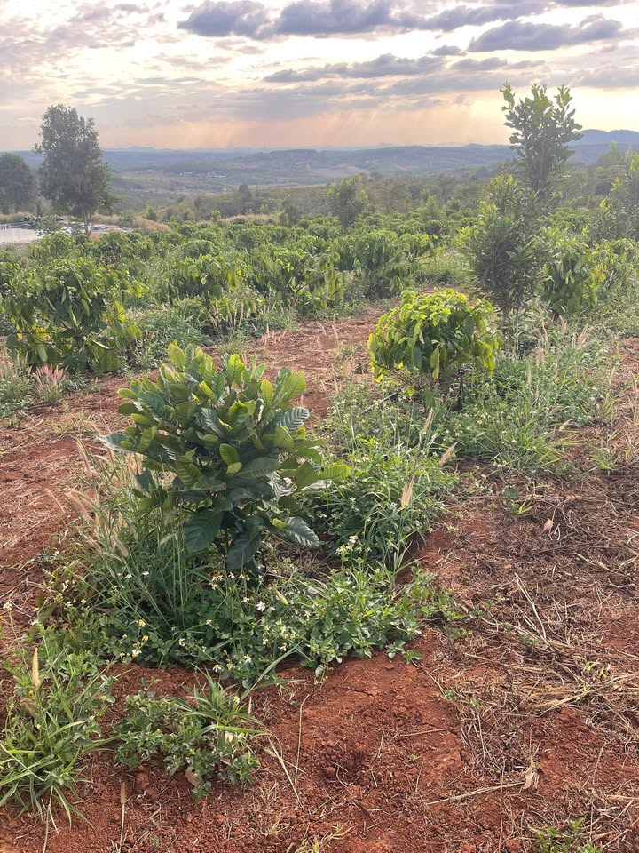 Bán gấp Farm 1.42ha Đắk Lắk - 1500 Cây Ăn Trái, Sổ Đỏ Riêng