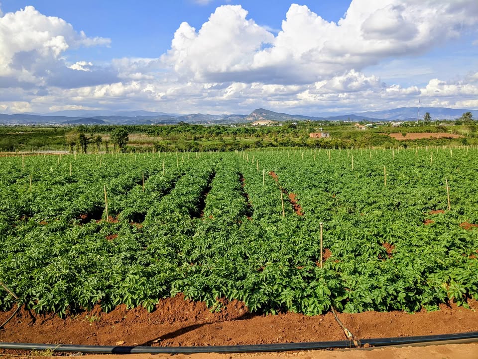 Đất nghỉ dưỡng Đức Trọng 1100m² - Sổ hồng riêng, giá chỉ 880 triệu