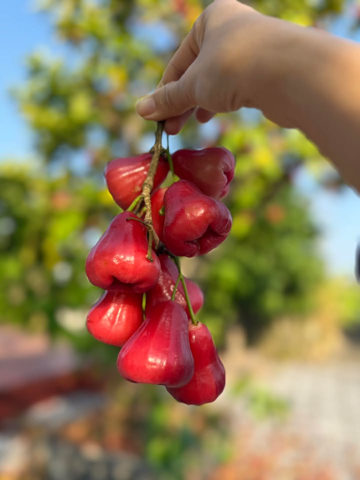 Đất nền Bình Châu 360m² - Cách biển 400m, sổ đỏ trao tay!