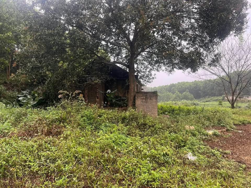 Bán Đất Trang Trại 6000m² Đồng Hỷ, Thái Nguyên - Sẵn Sàng Vận Hành