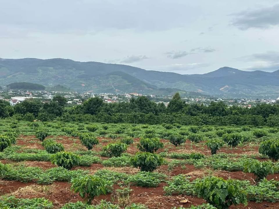 Bán Đất Vườn 3600m² Sổ Đỏ Sẵn Tại Đam Rông, Lâm Đồng - Giá 1.6 Tỷ