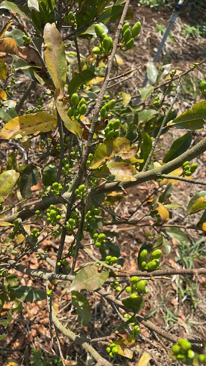 Đất Nền Làng Ring Rai, Pleiku 440m² - Giá Tốt Đầu Tư