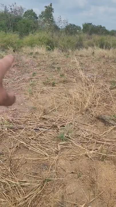 Đất vườn Ia Lâu, Chư Prông 10.000m² - Sinh thái xanh, đầu tư tiềm năng!