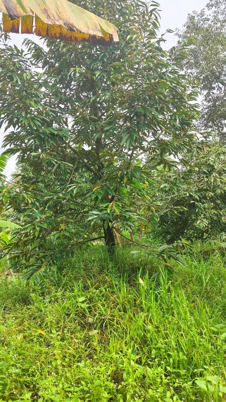 Farm Sầu Riêng Monthong 26 Gốc - Cai Lậy, Tiền Giang - Hợp Đồng 12 Năm