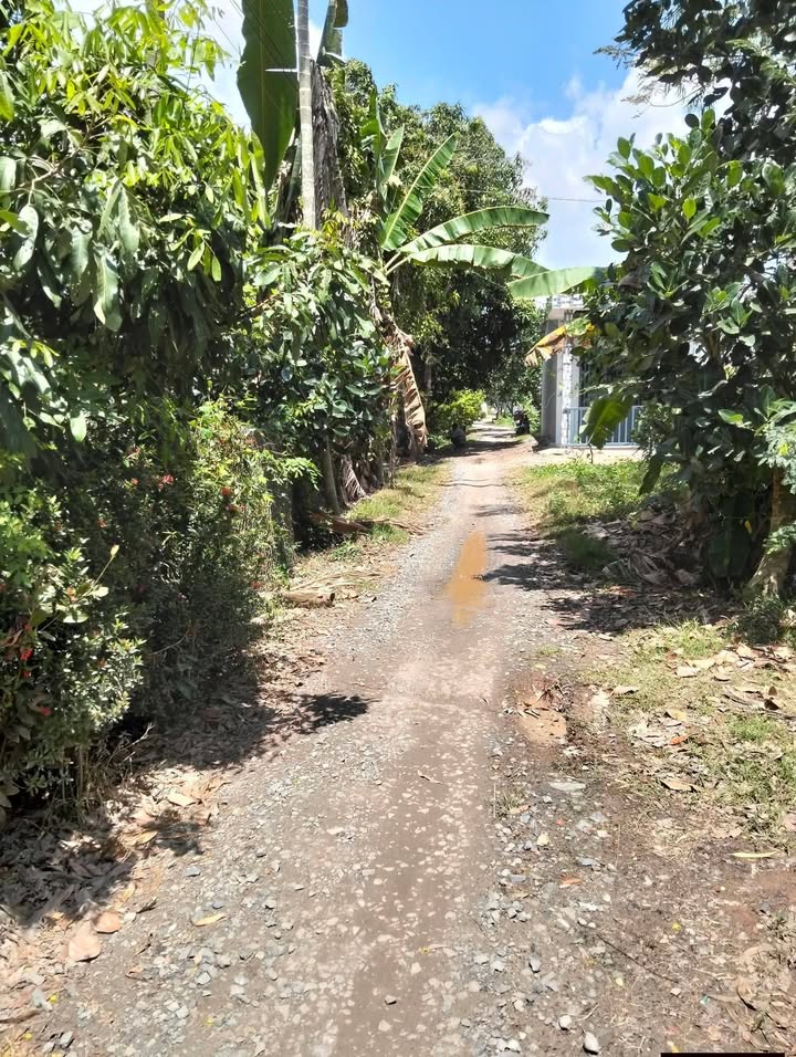 Bán Gấp 3700m² Vườn SR Thái Cái Bè, Tiền Giang - Giá Tốt Đầu Tư