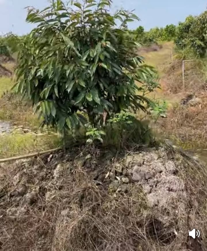 Đất Vườn Đốc Binh Kiều 24.000m² - Đầu tư dài hạn tiềm năng!