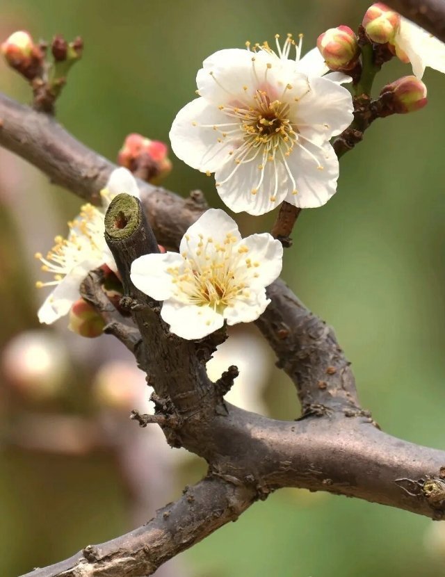 Mặt Tiền Kinh Doanh Quang Trung - Thanh Hóa 76m² - Giá 7.3 Tỷ