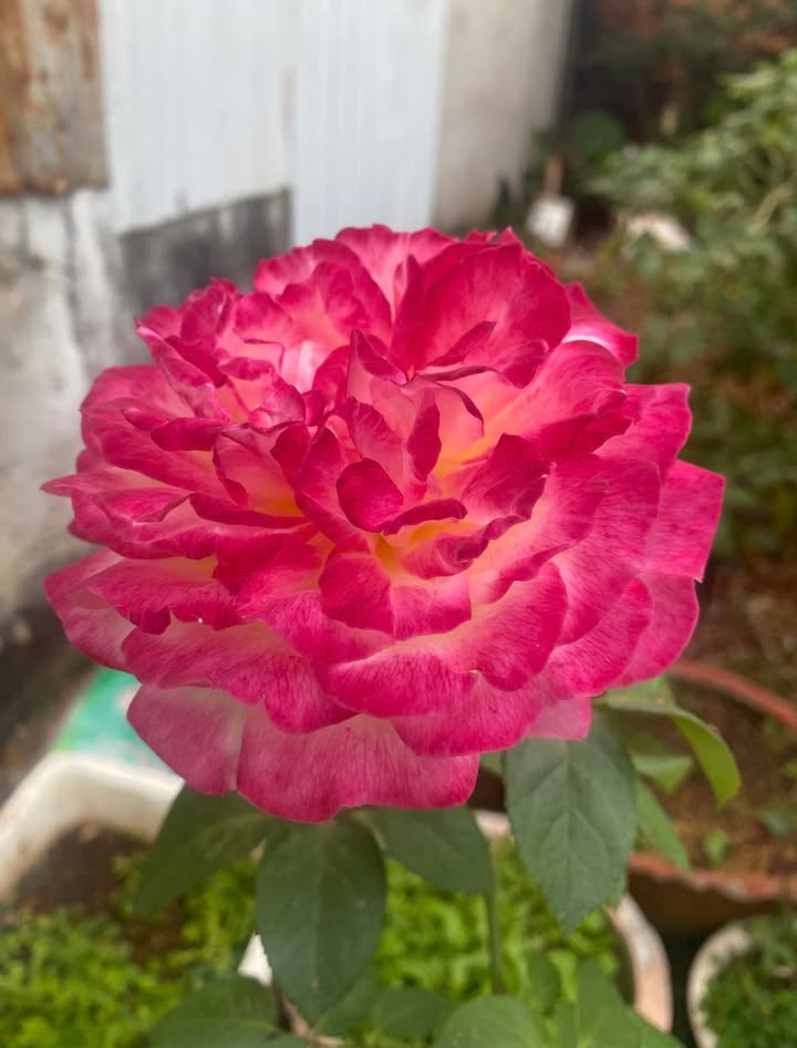 Cho thuê nhà nguyên căn Tân Lập 150m² giá 3 triệu - Giá tốt hiếm có!