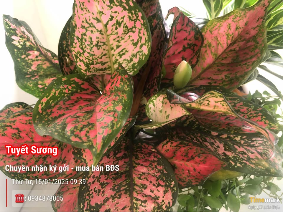 Nhà Mặt Tiền Nguyễn Kinh Chi (BMT) - Kinh Doanh Sầm Uất, 3PN, 126m²