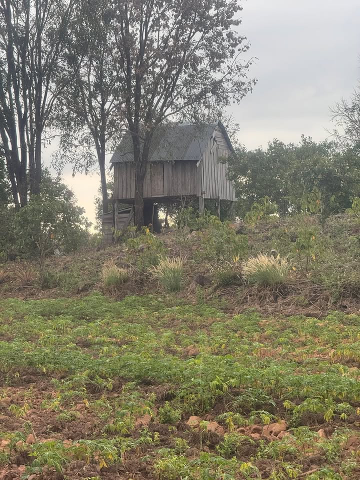 Bán 8ha Đất Nông Nghiệp Ea Súp, Đắk Lắk - Vườn Điều 6ha Cho Thu, Sẵn Sàng Khai Thác