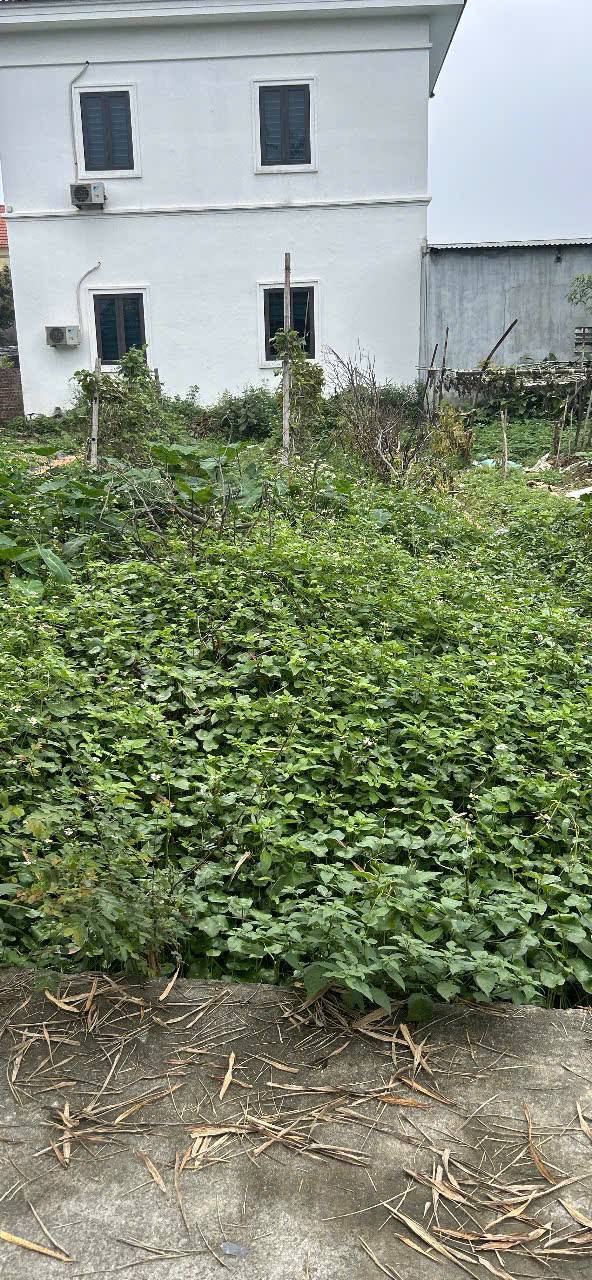 Đất nền Gia Bình, Bắc Ninh 99m² - Tiềm năng tăng giá vượt trội!