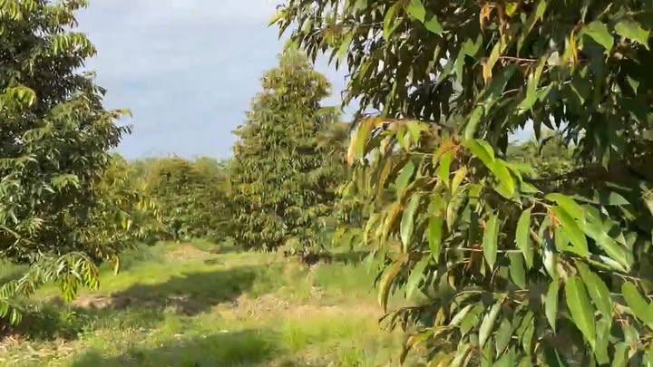 Bán Gấp Vườn Sầu Riêng Thái 10.000m² - Đa Kai, Bình Thuận - Giá 3.35 Tỷ