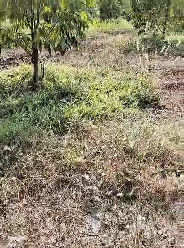 Bán Gấp Đất Vườn 2.2ha Bù Đăng, Bình Phước - Sổ Đỏ Sẵn Sàng