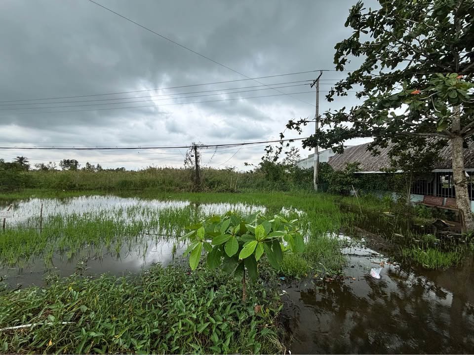 Đất nền Quốc Lộ 1A Thạnh Phú 1899m² - Sổ hồng sẵn, vị trí đắc địa!