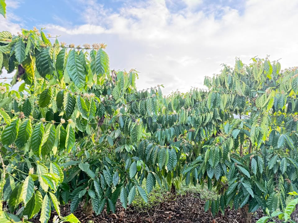 Đất Vườn Nam Đà Krông Nô 7 Sào - Đầu Tư Dài Hạn, Pháp Lý Rõ Ràng