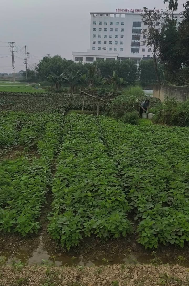 Đất nền Hưng Thành, Tuyên Quang 80m² - Tiềm năng tăng giá vượt trội!